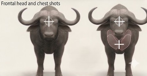Frontal shot placement diagram for a Cape Buffalo showing vital organ targets marked with white crosses.