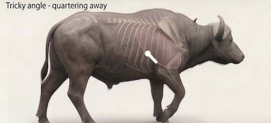 Quartering-away shot placement diagram for a Cape Buffalo showing vital organ targets marked om white.