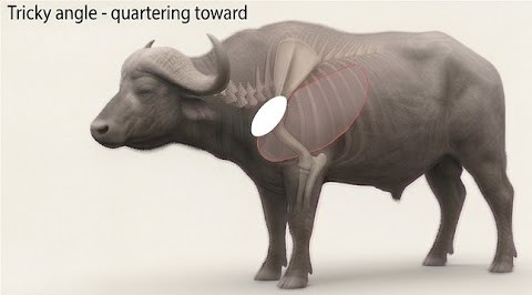 Angling towards shot placement diagram for a Cape Buffalo showing vital organ targets marked in white.